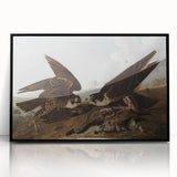 Peregrine Falcons by Audubon - Romanticism Wildlife Art Print