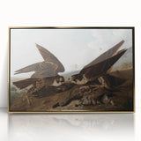 Peregrine Falcons by Audubon - Romanticism Wildlife Art Print