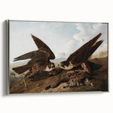 Peregrine Falcons by Audubon - Romanticism Wildlife Art Print