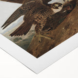Peregrine Falcons by Audubon - Romanticism Wildlife Art Print