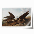 Peregrine Falcons by Audubon - Romanticism Wildlife Art Print