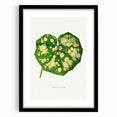 Farfugium Grande Leaf Illustration - Romanticism Botanical Art Print