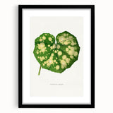 Farfugium Grande Leaf Illustration - Romanticism Botanical Art Print