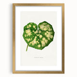 Farfugium Grande Leaf Illustration - Romanticism Botanical Art Print