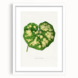 Farfugium Grande Leaf Illustration - Romanticism Botanical Art Print