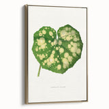 Farfugium Grande Leaf Illustration - Romanticism Botanical Art Print