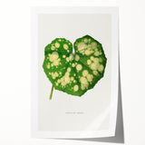Farfugium Grande Leaf Illustration - Romanticism Botanical Art Print