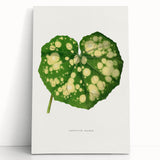 Farfugium Grande Leaf Illustration - Romanticism Botanical Art Print