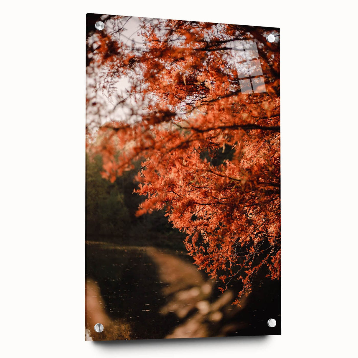 Large abstract wall art depicting autumnal trees on acrylic glass, in warm orange and red tones.