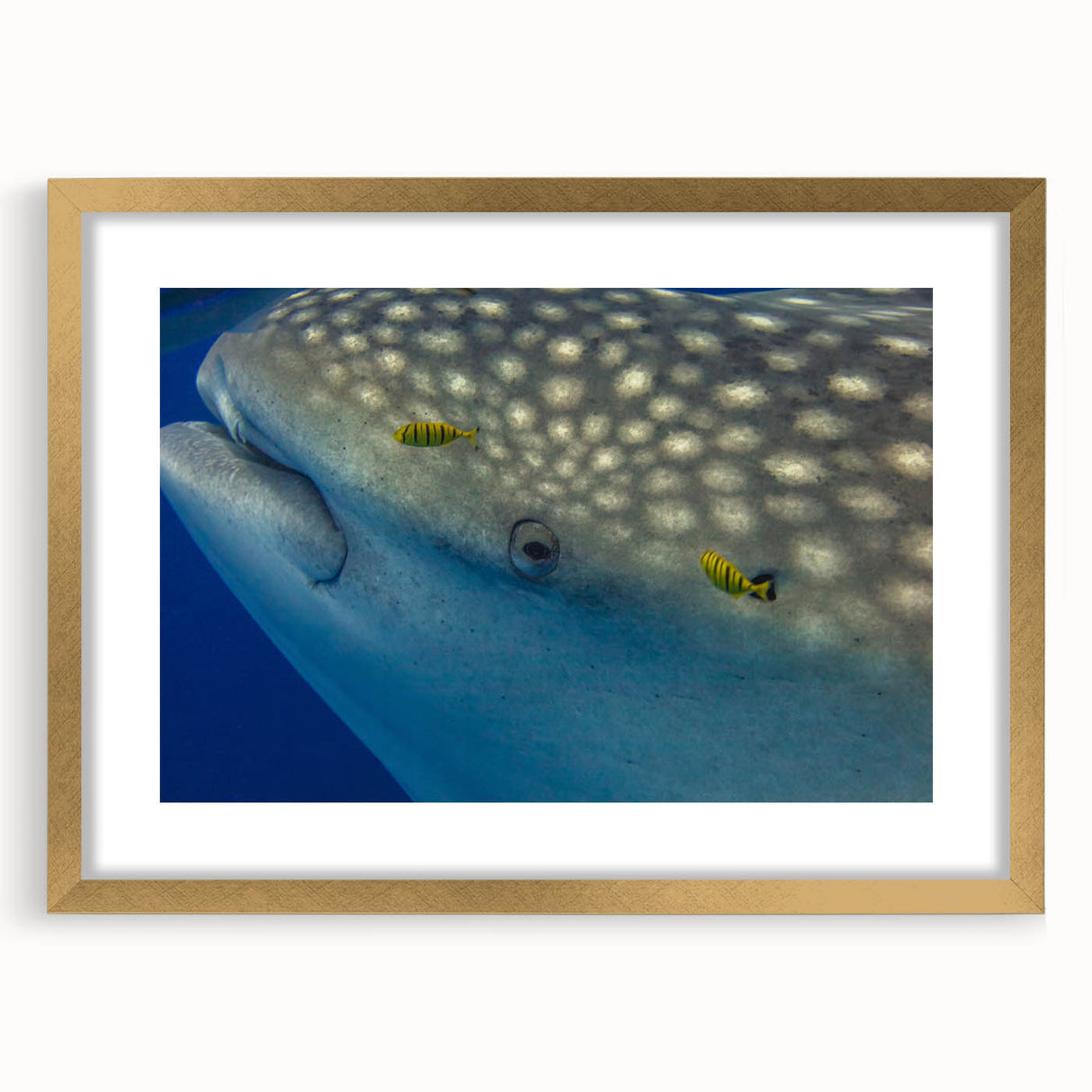 Extra large abstract art print featuring textured scenery of Sri Lanka in a gold frame, ideal for living room decor.