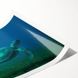 Extra large wall art featuring line art flowers, set in vibrant Caribbean scenery on a rolled print.