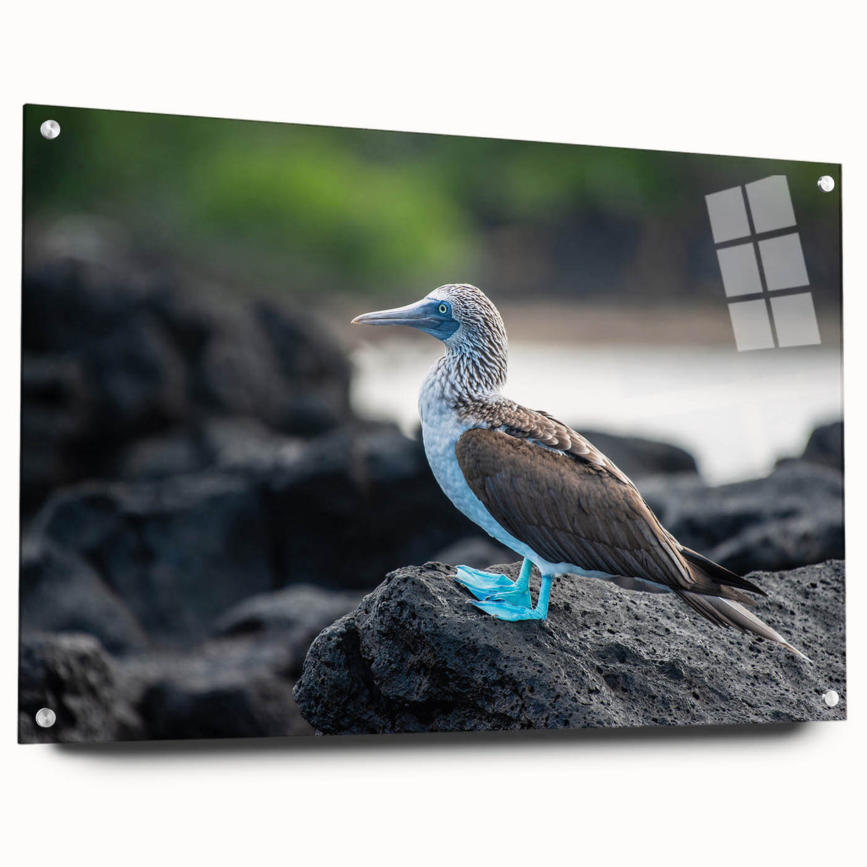 Acrylic print of Galapagos scenery with vibrant blue and green tones, ideal for bedroom or dining room decor.