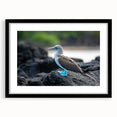 Extra large abstract art print of vibrant, colorful Galapagos scenery on textured canvas, framed in black.