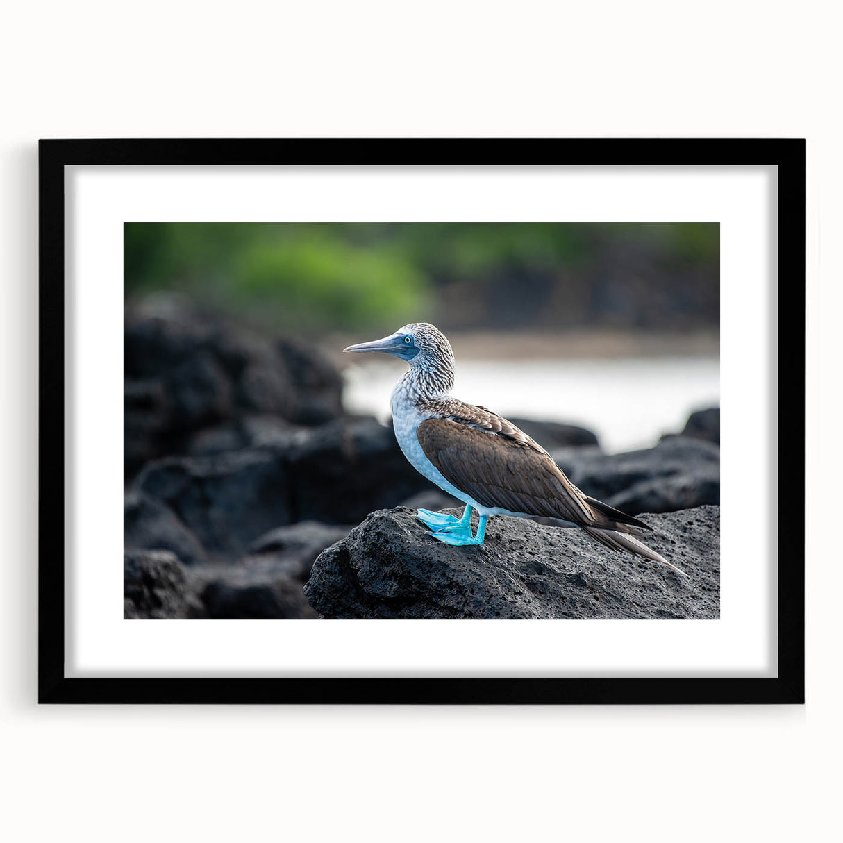 Extra large abstract art print of vibrant, colorful Galapagos scenery on textured canvas, framed in black.