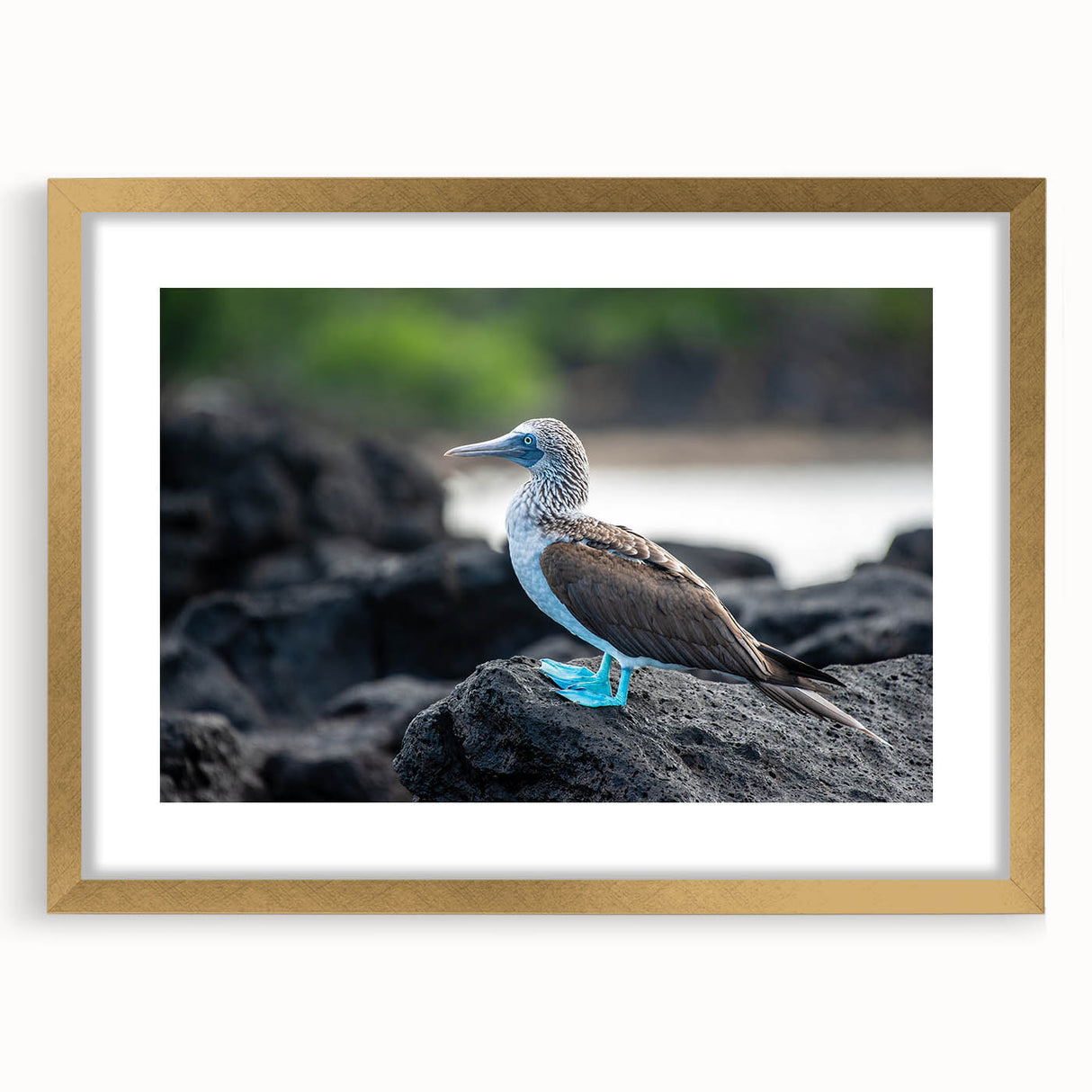 Extra large abstract art print of Galapagos scenery in textured gold frame, ideal for living room wall art.