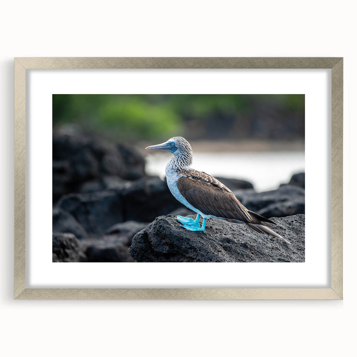 Textured abstract art print depicting the Galapagos scenery in muted earth tones, framed in silver.