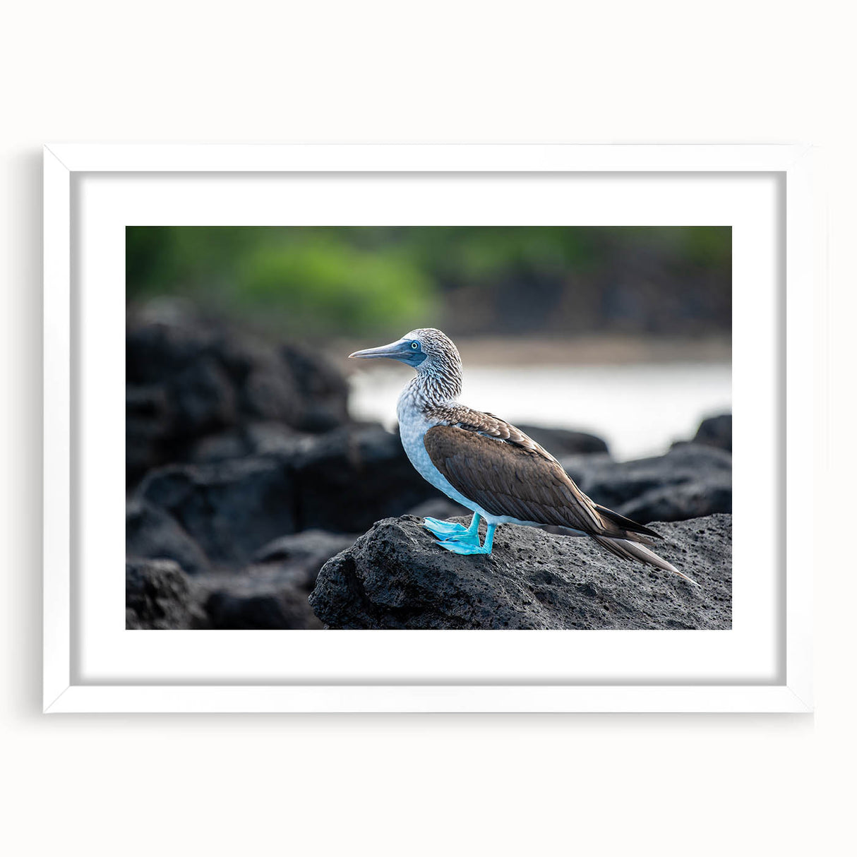 Abstract art print of Galápagos scenery in muted earth tones on a framed white mat.