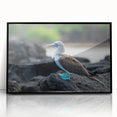 Large abstract wall art depicting a vibrant Galápagos scenery in a black acrylic frame, ideal for modern living room decor.