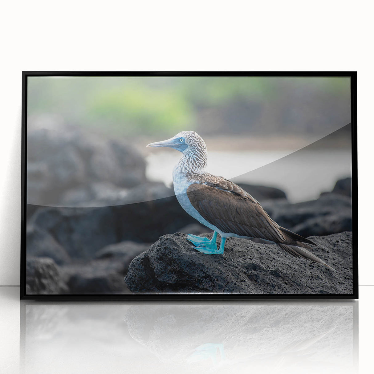 Large abstract wall art depicting a vibrant Galápagos scenery in a black acrylic frame, ideal for modern living room decor.