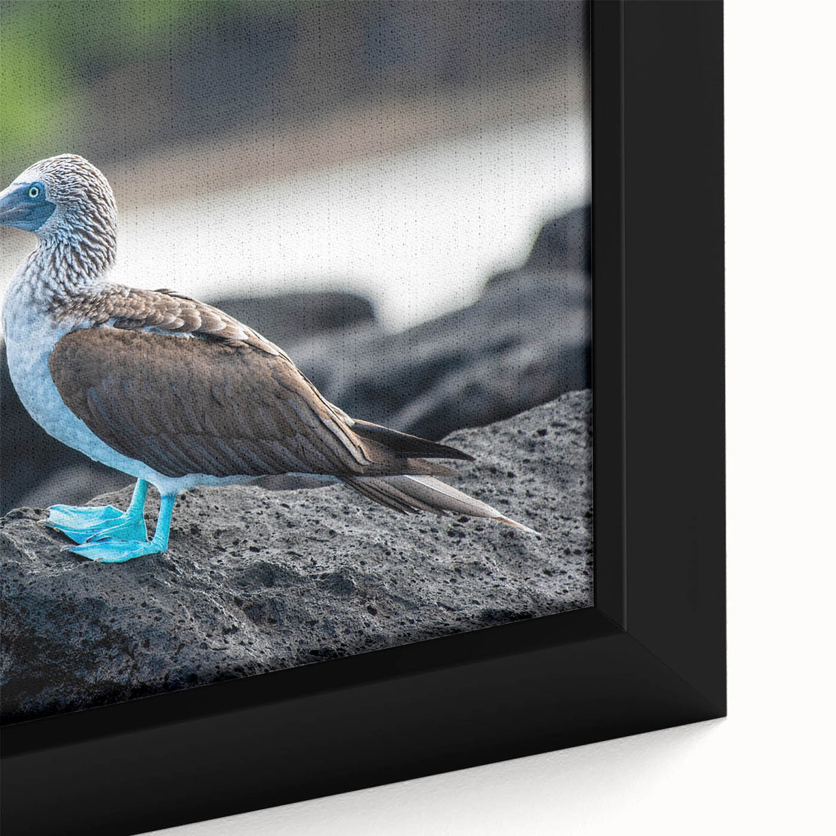 Extra large framed canvas featuring a textured black wall art of the Galápagos scenery with vibrant, colorful details.