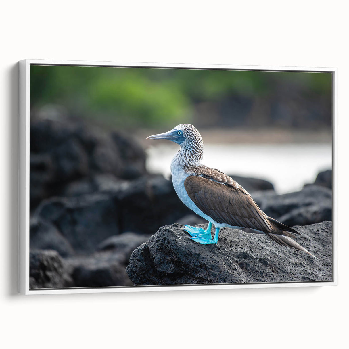 Vintage poster art of Galapagos scenery on a framed canvas, featuring a colorful palette with black accents.
