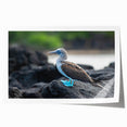 Extra large rolled print of a Galapagos landscape with vibrant green flora and serene blue waters.