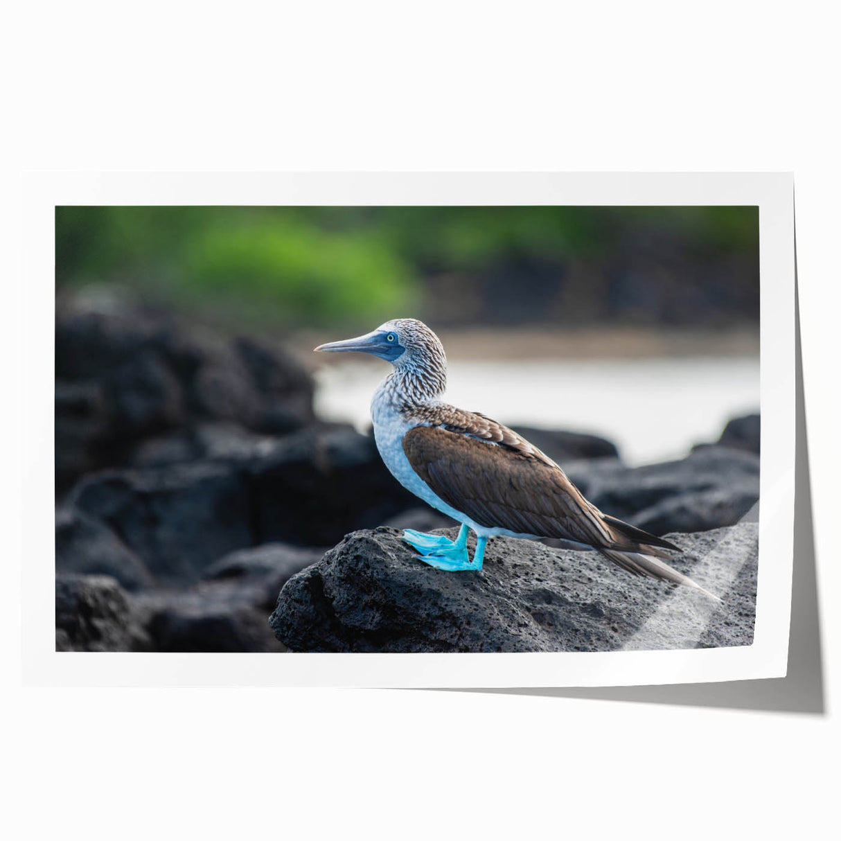 Extra large rolled print of a Galapagos landscape with vibrant green flora and serene blue waters.