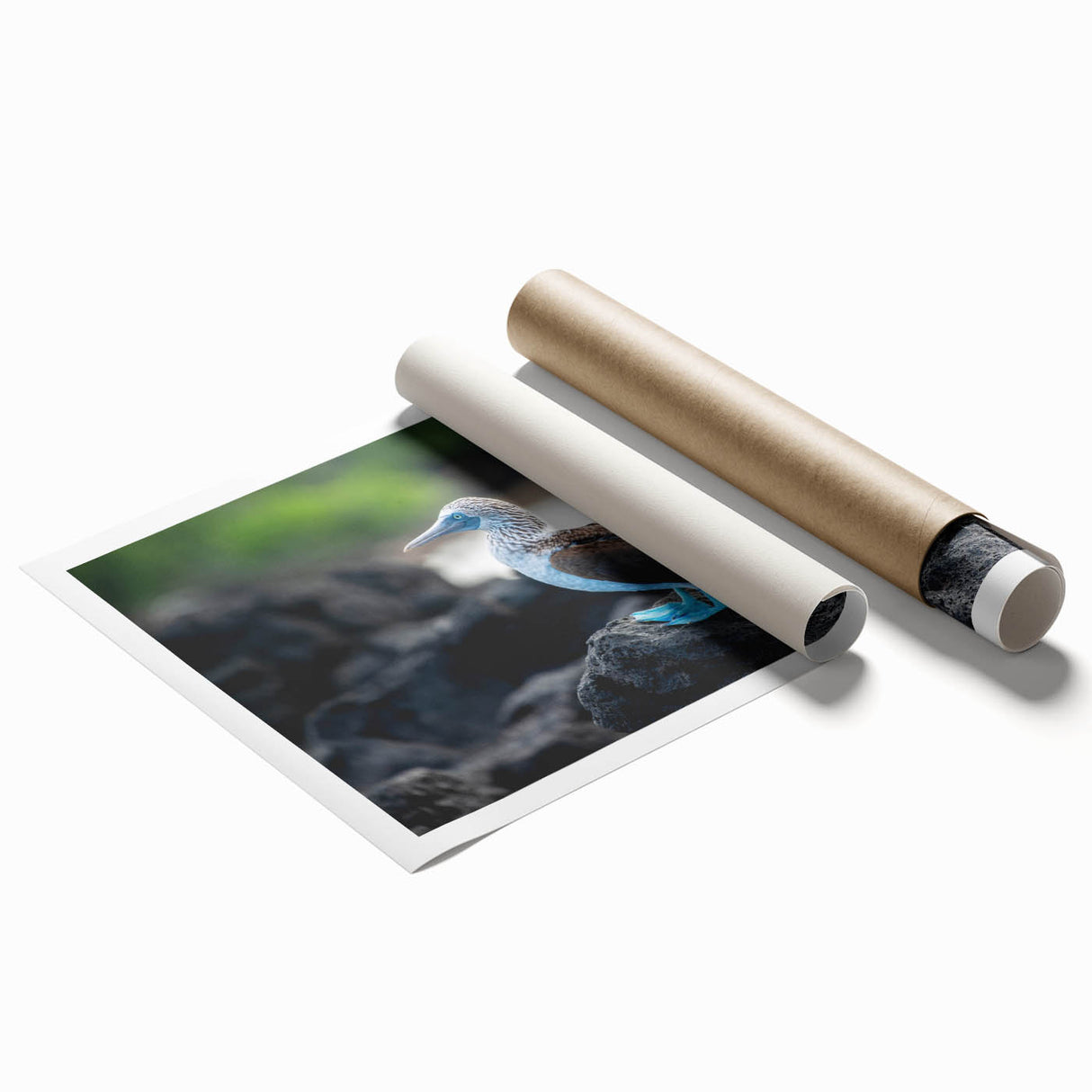 Extra large rolled print of a floral scene in Galapagos, featuring soft green and pink tones.