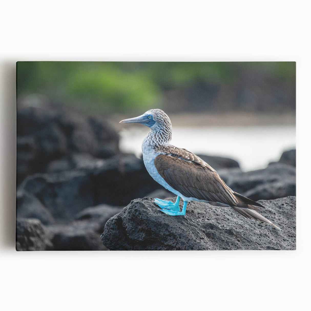 Black and white stretched canvas featuring the Galápagos Islands, ideal for kitchen wall art.
