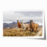 Extra large rolled print of a vibrant floral scene set in Ecuador, ideal for art wall dining room.