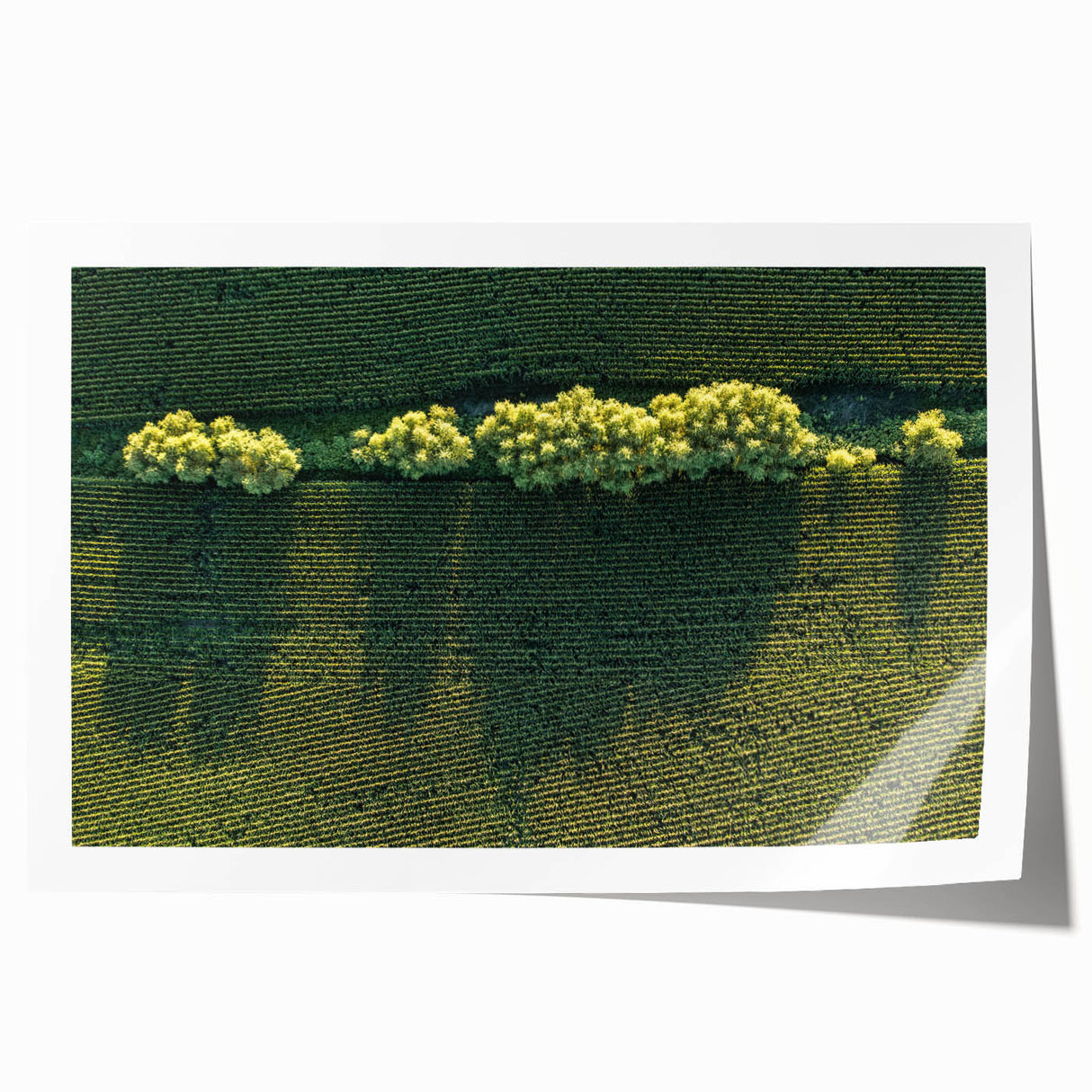 Extra large rolled print of Iowa scenery with muted green and brown tones, ideal for art wall dining room.