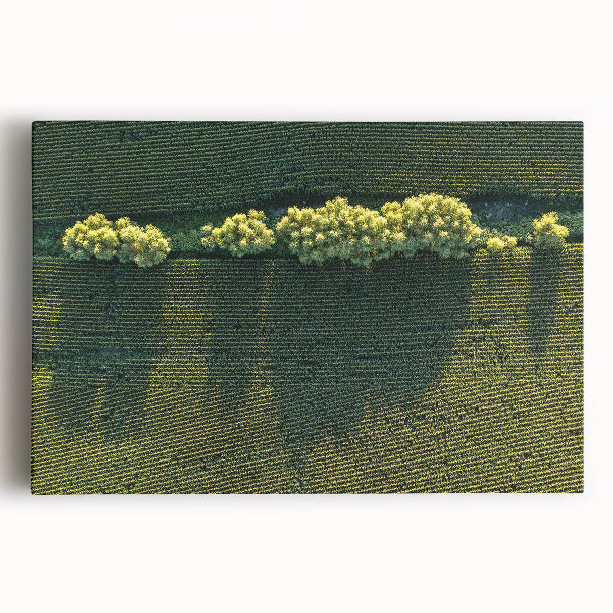 Black and white photograph of a serene Iowa landscape on large stretched canvas, suitable for kitchen art.