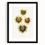 Classic Romantic Paintings: Pelargonium Zonale Art Print