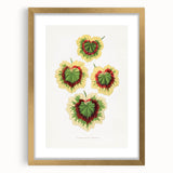 Classic Romantic Paintings: Pelargonium Zonale Art Print