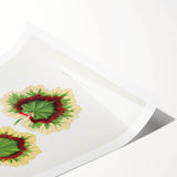 Classic Romantic Paintings: Pelargonium Zonale Art Print