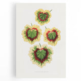 Classic Romantic Paintings: Pelargonium Zonale Art Print