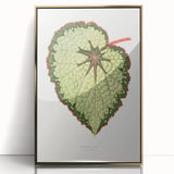 Famous Romantic Era Art: Green Begonia Rex Canvas Print