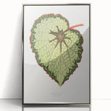 Famous Romantic Era Art: Green Begonia Rex Canvas Print