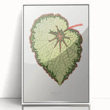 Famous Romantic Era Art: Green Begonia Rex Canvas Print