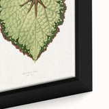 Famous Romantic Era Art: Green Begonia Rex Canvas Print