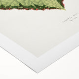 Famous Romantic Era Art: Green Begonia Rex Canvas Print