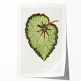 Famous Romantic Era Art: Green Begonia Rex Canvas Print