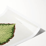 Famous Romantic Era Art: Green Begonia Rex Canvas Print