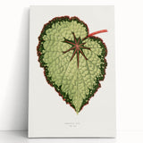 Famous Romantic Era Art: Green Begonia Rex Canvas Print