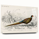 Historical Romanticism Canvas: Ring-necked Pheasant Artwork