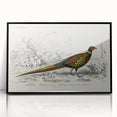 Historical Romanticism Canvas: Ring-necked Pheasant Artwork