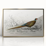 Historical Romanticism Canvas: Ring-necked Pheasant Artwork