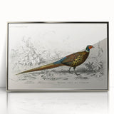 Historical Romanticism Canvas: Ring-necked Pheasant Artwork