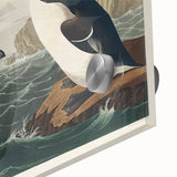 Romanticism Art: "Great Auk" by John James Audubon