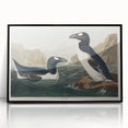 Romanticism Art: "Great Auk" by John James Audubon